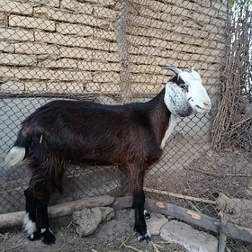 geci pakisdan paroda