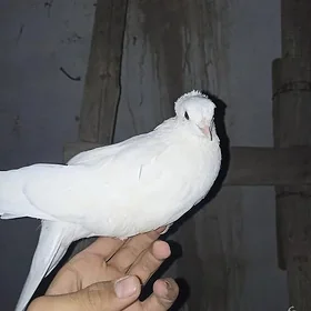 kepder