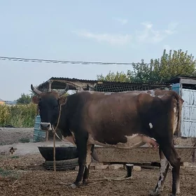 suytli sygyr