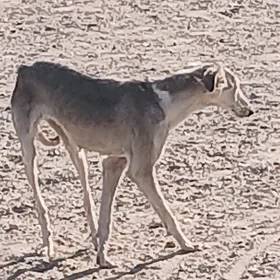 tazi