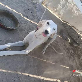 tazi