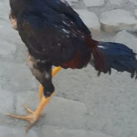 haraz