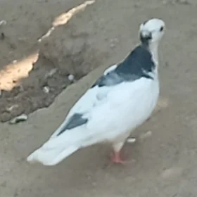 Kepderi