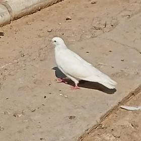 Kepderi