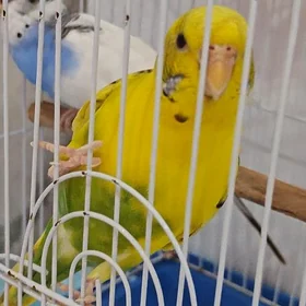 PAPYGAY