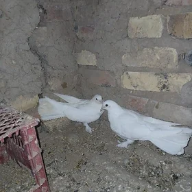 kepderi