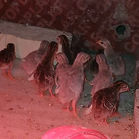 Sizarka juyje