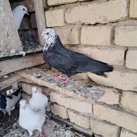kepderi