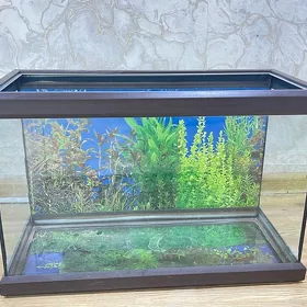 Akvarium, Аквариум