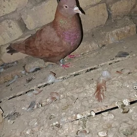 kepderi