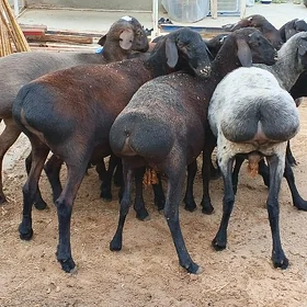 koşar issek owec