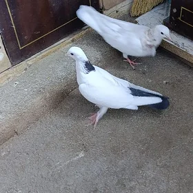 kepderi