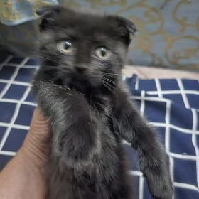 Вислоухие котята