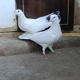 kepderi