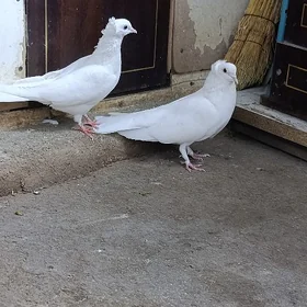 kepderi