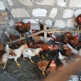horaz