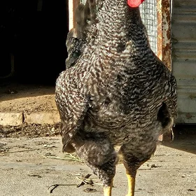 Gigant towuk yumurtgasy