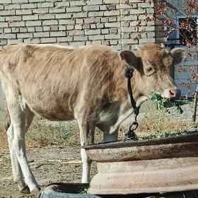 Dalgyr Tüwe