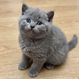 💥Два котёнка, шотландских-медвежонка.🥰🐱
