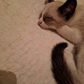 кошки