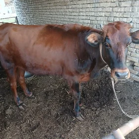 Gulajyn