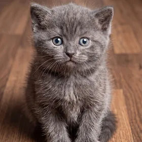 ШОТЛАНДСКИЕ КОТЯТА ПО НИЗКИМ ЦЕНАМ! 🐱✨