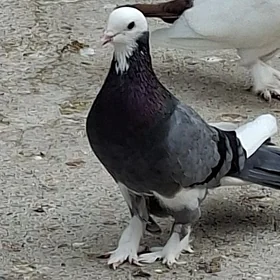kepderi