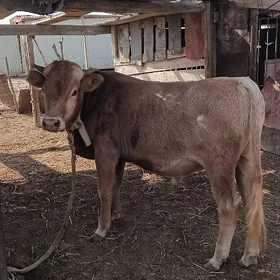 Öküz