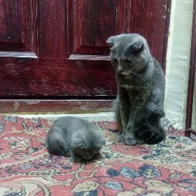 вислоухий котенок
