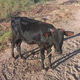 okuzce