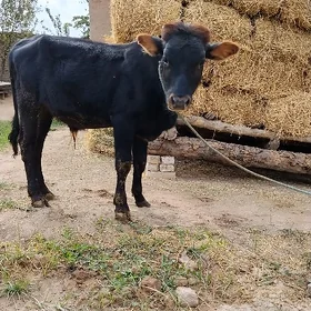 okuzçe