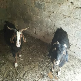 geci