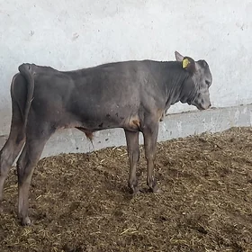 Arassa şwet okuzçe
