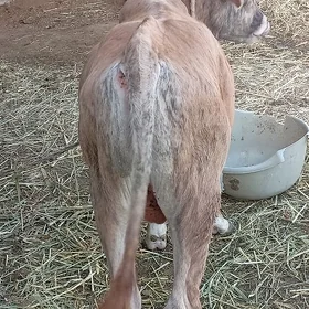 öküz