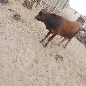 öküzçe