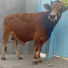 bakylan öküz