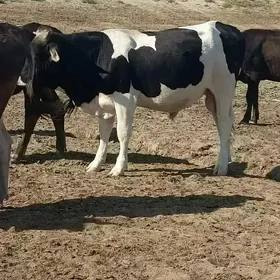 ÖKÜZ