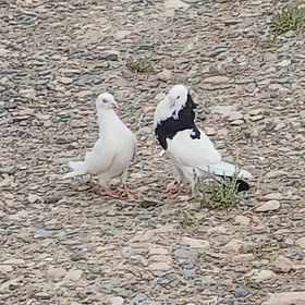 kepderi