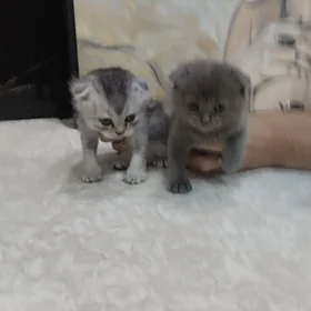 котята шотландские веслоухие