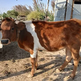 gulajyn
