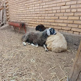 bakilan işşek