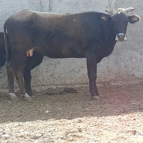 SYGYR