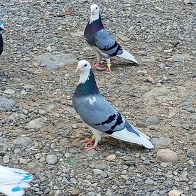kepderi