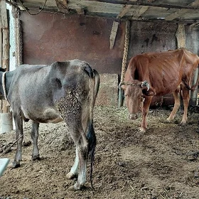 bogaz sygyrlar