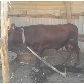 öküz