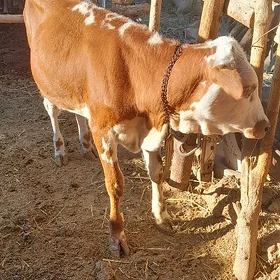 semetal gatyṣyk tohum gulajyn