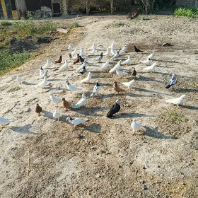 kepderi