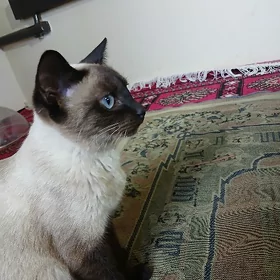 piṣik