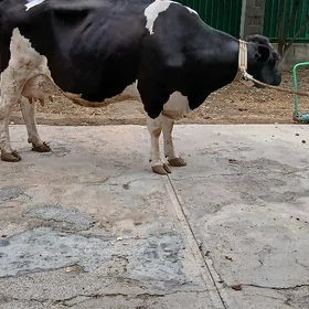 Galsteyin goleli sygyr
