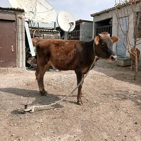 öküz